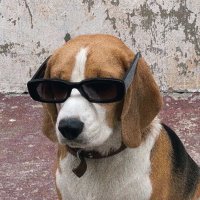 메롬 (@melom3662) 's Twitter Profile