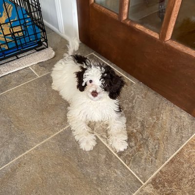 janddhurtt's profile picture. Retired educator. Blue dot in a sea of red! Sports fan! Cavapoo lover, especially mine! Women get things done! Bama softball. RESIST!