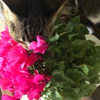 たこすけ (@takotakosuke77) 's Twitter Profile