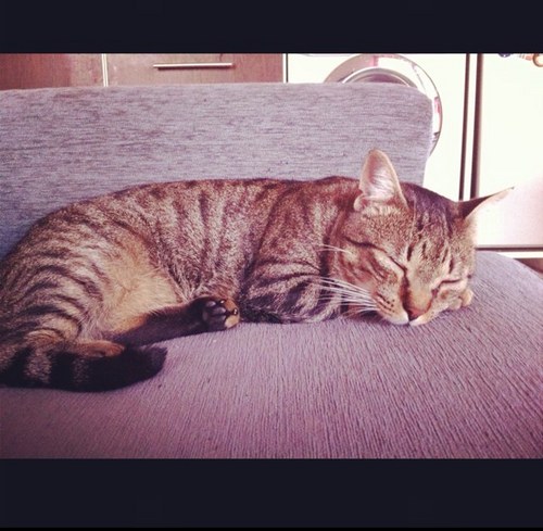 fosgeno's profile picture. 