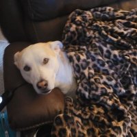 Dewey Cunningham (@deweycunningh11) 's Twitter Profile