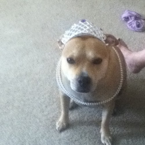 onedeedee's profile picture. 