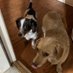 Dixie Belle & Phoebe Kay & Franklin James (@phenny128) Twitter profile photo Dixie Belle & Phoebe Kay & Franklin James (@phenny128) Twitter profile photo