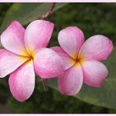 Tweets with replies by Lei Flower (@SweetLeiFlower) | Twitter