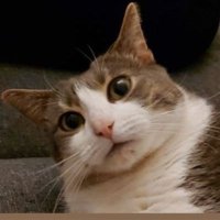 Stormser the Kadser (@derstorms) 's Twitter Profile