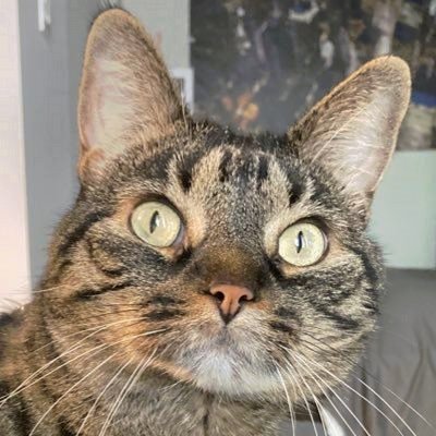 TRANVANPHAN979's profile picture. Web3 futuristic...⚜ DC: Chykes#3166