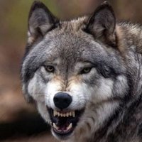 Wolf Trap(@Mnebbih3) 's Twitter Profile Photo