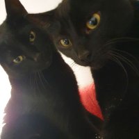Yuyu (@balaschrue) 's Twitter Profile