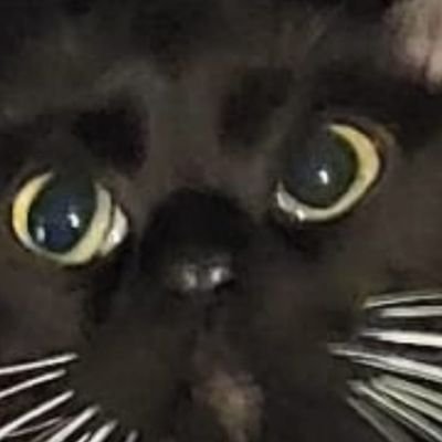 HyperfixationTM's profile picture. Fandom account!