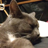 Annie (@annieagain6) 's Twitter Profile