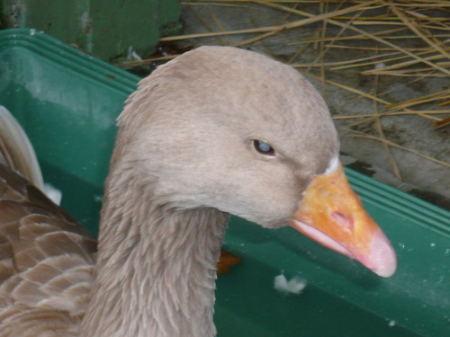 graygoose77's profile picture. 