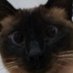 Bacato Bittle (@b_bacato) Twitter profile photo Bacato Bittle (@b_bacato) Twitter profile photo