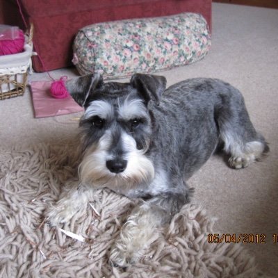 elizdavies0's profile picture. 🇮🇱🏴󠁧󠁢󠁷󠁬󠁳󠁿🇬🇧