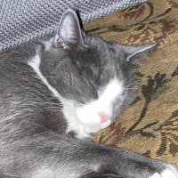 DaBruiser (@dabruiser5) 's Twitter Profile