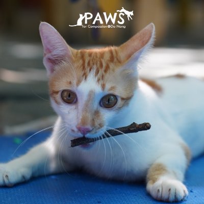 Paws for Compassion is an animal rescue organisation that works to rehabilitate sick, injured and disabled animals in Vietnam.