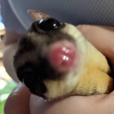 Talshp's profile picture. cod.fortnite .r6s.apex