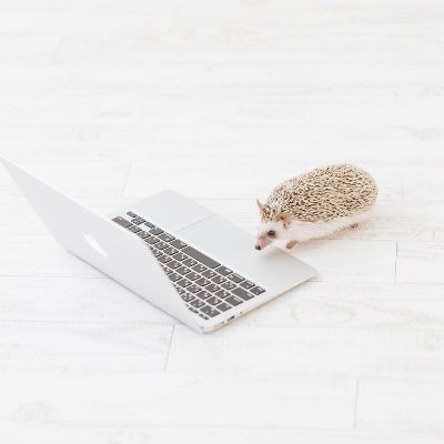 sao4x's profile picture. CodeFox社長室 | web3絶賛勉強中