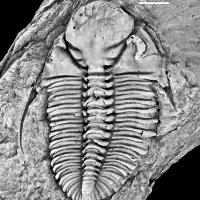 Bryozoan Thot (@scottforteacher) 's Twitter Profile Photo Bryozoan Thot (@scottforteacher) 's Twitter Profile Photo