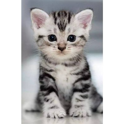 Syaeful72672646's profile picture. $BOB