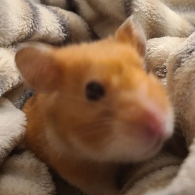 Shoefight1's profile picture. where am i