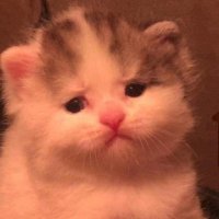 Iz Gooby Tiem (@kaijuclover) 's Twitter Profile