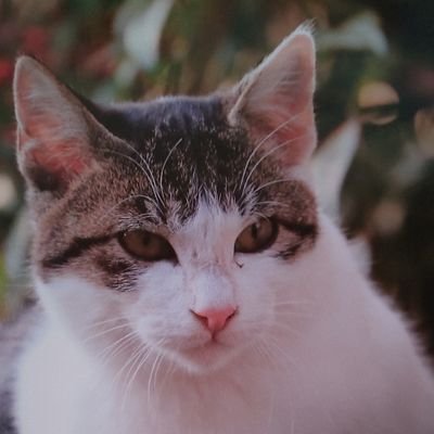 ジャイアンツと猫😻やラーメン🍜餃子など食べる事も大好きです!
坂本勇人選手，岡本和真選手,石川慎吾選手，浅野翔吾選手推し平内龍太投手は地元が比較的近くなので頑張って欲しい👍
お笑い芸人お笑い番組好き

PS4龍が如くシリーズ.ジャッジアイズ.ロストジャッジメント好き
船橋に縁もゆかりも無いけどふなっしー好き