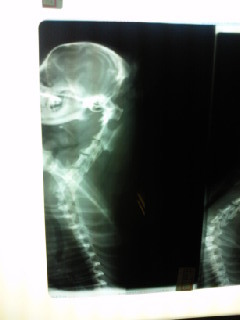 softbankdogs's profile picture. ちっちゃいサポーターです。