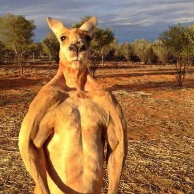 Just want a straya that tastes like real straya
Marsupial respecter
Cold water enjoyer