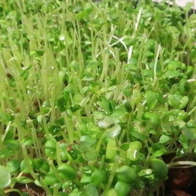 genmisic's profile picture. 