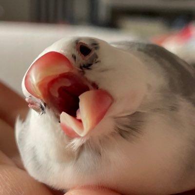 けだまのモジャスティーニさんのプロフィール画像