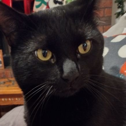 Zar385's profile picture. I apologize for my actions i accidentally got too silly | 19