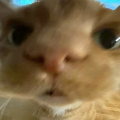 catsfurd irlさんのプロフィール画像