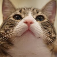 Maple 3racha the Cat(@SrirachaMaple) 's Twitter Profile Photo