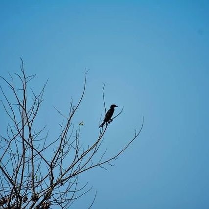 ankit_sharma021's profile picture. Passionate photographer || Nature enthusiast🌳|| Traveller || Explorer 🌎