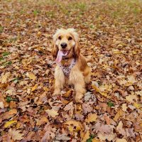 🎶A🎶 (@pyper_am) 's Twitter Profile Photo