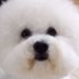 개코 비염러 (@social_g_c) Twitter profile photo 개코 비염러 (@social_g_c) Twitter profile photo