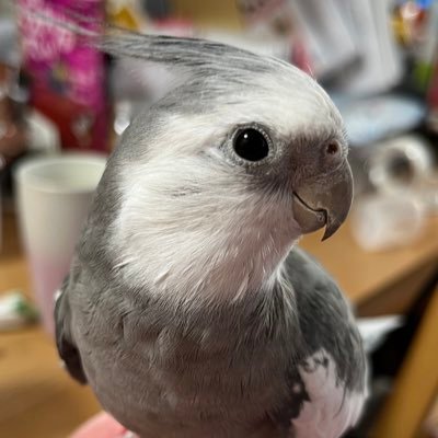 lalamoo2009's profile picture. 個人の感想です。