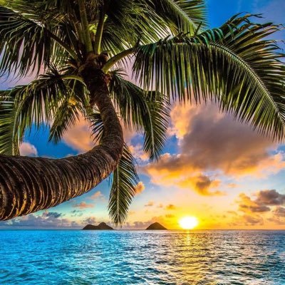 schnitzelcaz's profile picture. Life’s a beach…