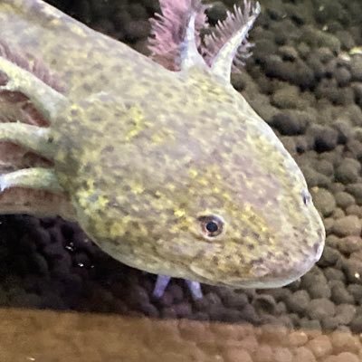 【ウーパールーパー(マーブル)】…ウパさん(♀)ルバオ(不明)【メダカ】…メダオ【ミナミヌマエビ】…ミナミさん1号2号。無言フォロー失礼します。