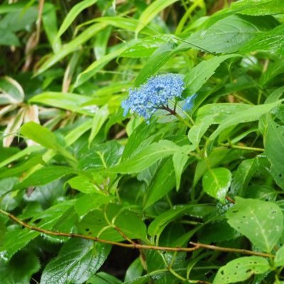 無言フォローお許しください🙇‍♀️ 昭和生まれ、三姉妹の母です。植物が大好きです🌱🌸 動物を眺めるのも大好きです🐥🐈‍⬛🐕🐎 気持ちは通じると思って話しかけてます😊❤️ #一日一愛 と #ゴミ拾い が大好きです😘 #フェニックスプロジェクト に賛同して微力ながら協力させて頂いております❤️😊🙏❤️