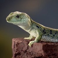 The Milinkovitch-Tzika lab (@lanevol) 's Twitter Profile Photo The Milinkovitch-Tzika lab (@lanevol) 's Twitter Profile Photo