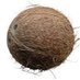 Coconut Kokonut (@coconut_kokonut) Twitter profile photo