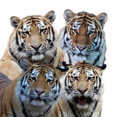 neko_rinrin0516's profile picture. 動物が好きです。週末は動物園や水族館に出没しています。よろしくお願いします。