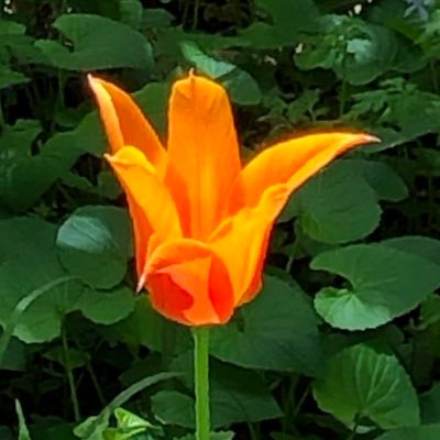 ひとは来たり ひとは去る 風は今日も高く空を吹きわたる ***時事ニュースの備忘録、欧州漫遊20カ国。古楽、史学への関心。八ヶ岳山麓 。「#八ヶ岳山麓」はランダムに。「#俳句」は非定型、無季、短詩を含む。 「木下闇 ひとの言葉と いふものは」Yatsugatake Japan