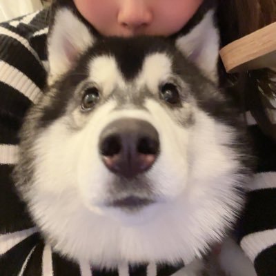 シベリアン・ハスキー2022/6/10生まれ 飼い主のお父さんの名前章末(しょうまつ)と名付けられた女の子🐶現在21㌔ TikTokやってますそっちは動画メインhttps://t.co/dGnhxLclV6 #ハスキー #犬好きな人と繋がりたい #犬