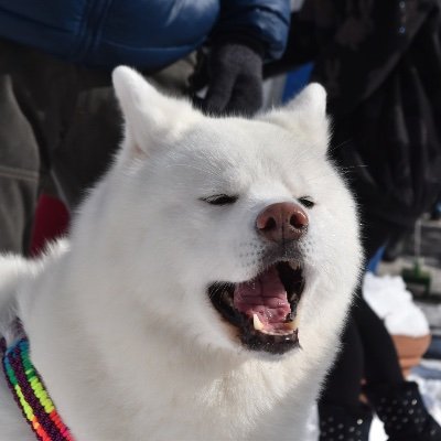 青森県の下北半島で暮らしています。
サラリーマンは仮の姿、色々陰で暗躍しております（笑）。
趣味はギターに、料理に、温泉巡りとサッカー、写真等。
青森県が大好きすぎて、ブログ「田舎の生活」を運営しています。お暇な時に見てください。