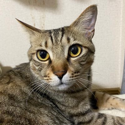 リィさんのプロフィール画像
