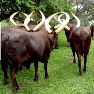 ENtaganda's profile picture. Salaam alaikum