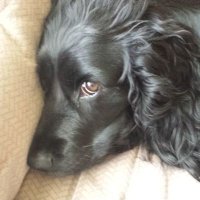 Michael Cripps (@crippsmc801) 's Twitter Profile