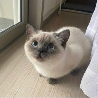 あ (@fuwakurupa) Twitter profile photo